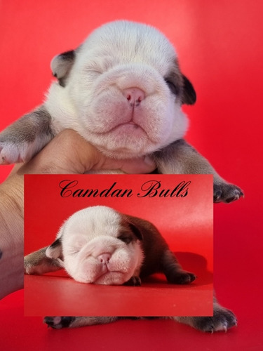 Hembras   Con Pedigree ,.. Bulldog Ingles  Cachorras  Kcu