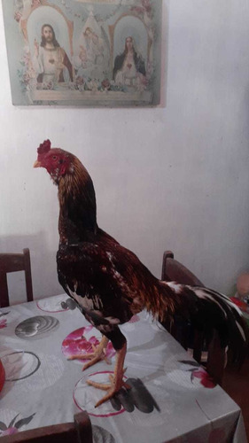 Imagem 1 de 1 de Galo Índio Pintado