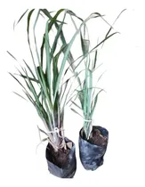 Comprar Te De Limón Pack O Zacate Limón Pack De 2 Esquejes
