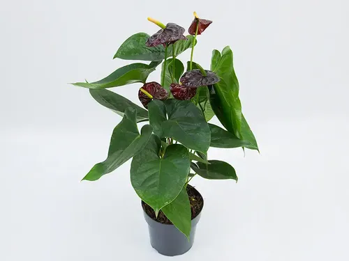 2 Antúrio Black Preto Com Flor + Manual De Cuidados | MercadoLivre