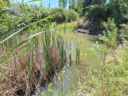 Se Vende Campo En Litueche Con 5 Tranques Y 2 Vertientes