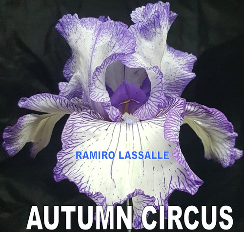 1 Rizoma De Lirios Barbados O Iris Germanica Autunm Circus