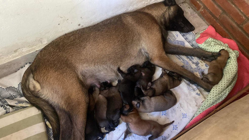 Imagen 3 de 7 de Pastor Belga Malinois