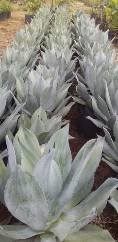 Agave Azul Linda Muda Para Jardim