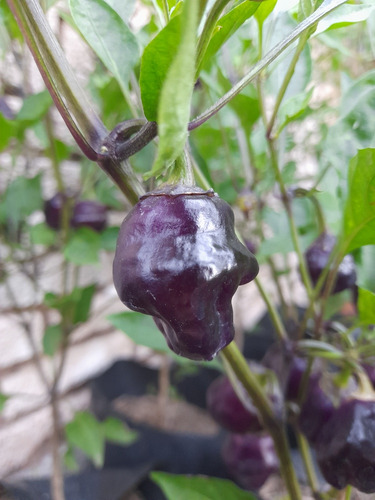 15 Semillas De Pimiento Ají Ornamental Purple Ufo