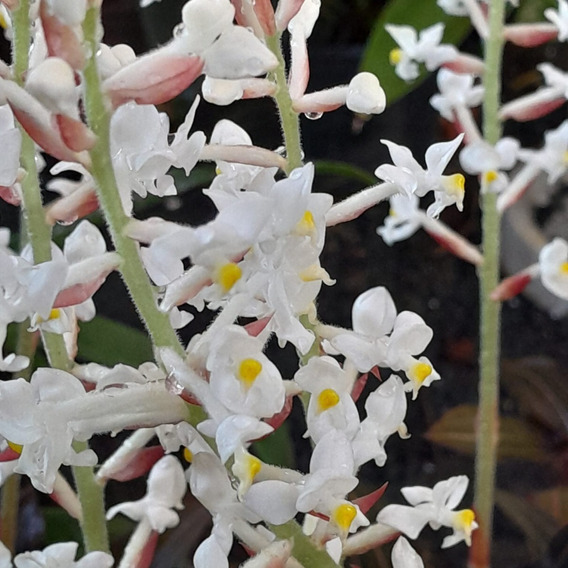 Muda De Orquídea Ludísia, A Jóia Negra Das Orquídeas | MercadoLivre 📦