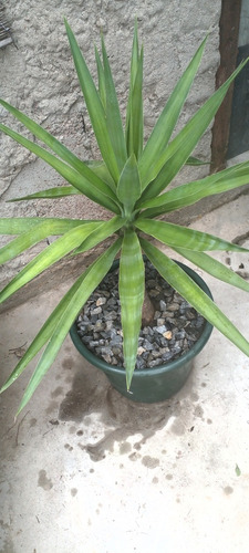 Planta Palma Yucca