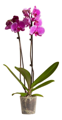 Orquídea Phalaenopsis Fucsia - Elegancia Vibrante