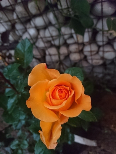 Rosa, Rosales, Regalo San Valentin, Dia De Los Enamorados