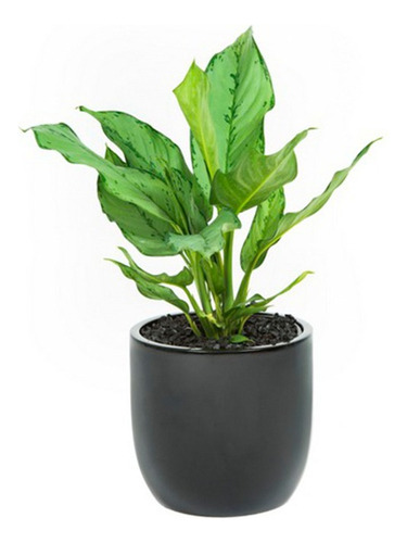 Planta Planta Para Oficina Sin Ventanas