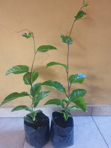 Planta De Maracuyá (passiflora Edulis) - 50 Cm