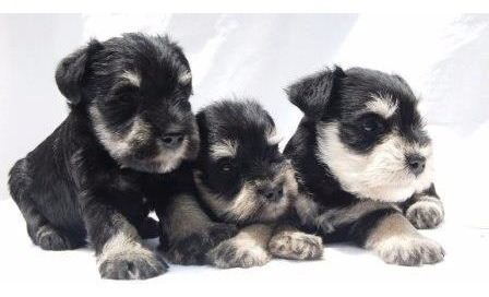 Schnauzer Miniatura Tenemos Machos/hembras