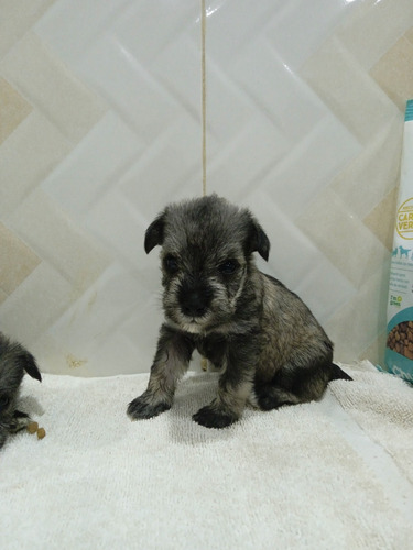 Vendo Cachorros Schnauzer 