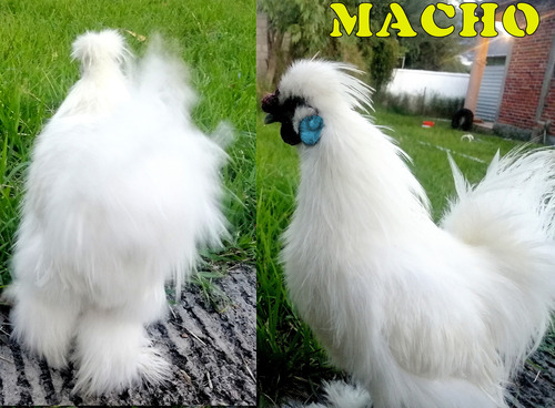 Silkie 6 Huevos Fértiles De Gallina Sedosa Original Sedoso (Usado)