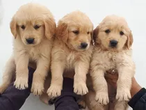 Comprar Golden Retriever Puros 250 Cada Uno 