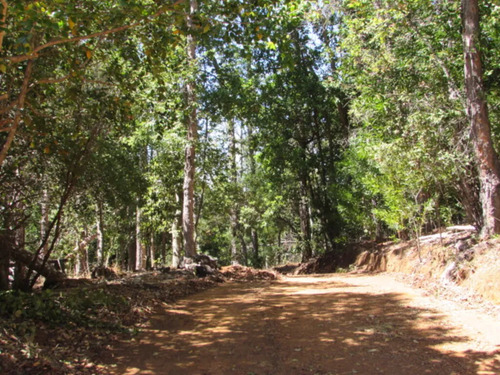 Cauquenes // Viña // Campo Productivo (169679)