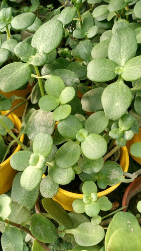 50 Plantas Para Jardines Verticales