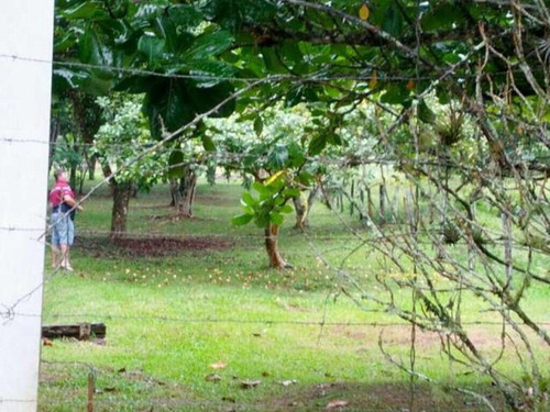Imagem 3 de 30 de Sitio Em Camboriú - Aceita Permuta Em Balneário Camboriu 15mil M² - T102 - 3285723