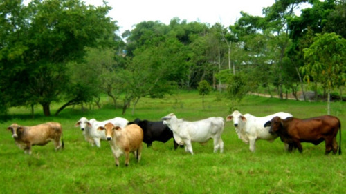 Imagen 3 de 10 de 550 Mzs Jinotega