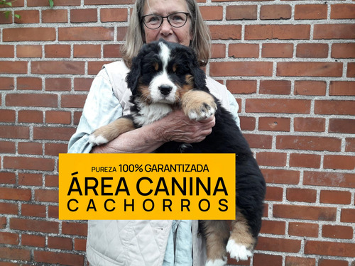 Boyero De Berna Cachorros, Pureza + Genetica Y Porte 100%