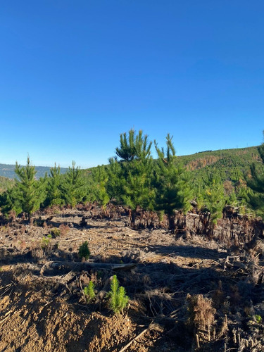 Predio Forestal En Constitución, Regeneración Plan De Manejo