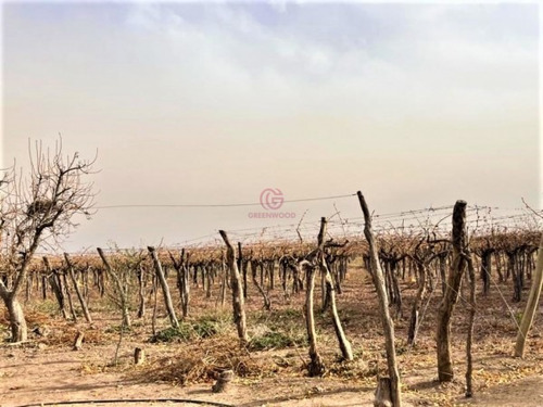 Imagen 16 de 19 de Greenwood Vende Hermosa Finca Con Viñedos, Casa, Galpon Y Pozo Para Riego