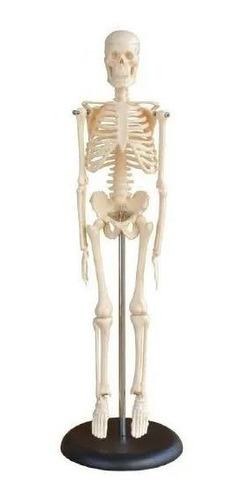 Modelo Anatómico De Mini Esqueleto Humano De 42 Cm 