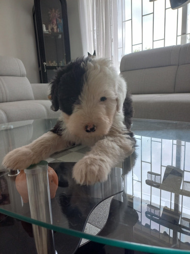 Imagen 6 de 8 de Cachorros Viejo Pastor Inglés (ovejero)