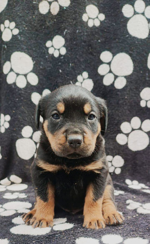 Cachorros Rottweiler Pura Raza Bogotá Animal Pets Colombia 