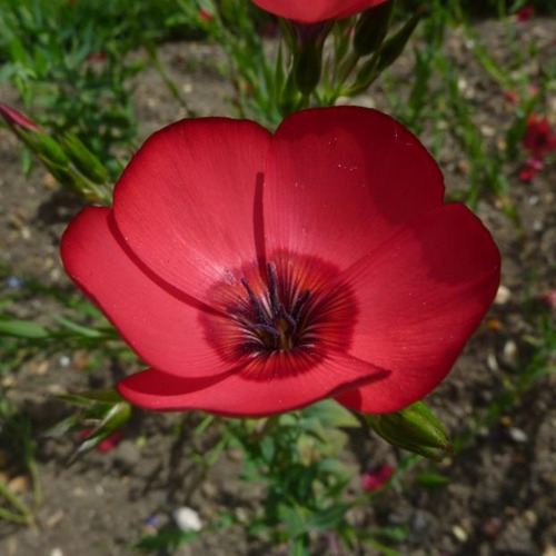 50 Semillas Lino Rojo - Planta Anual - Huerta Premium