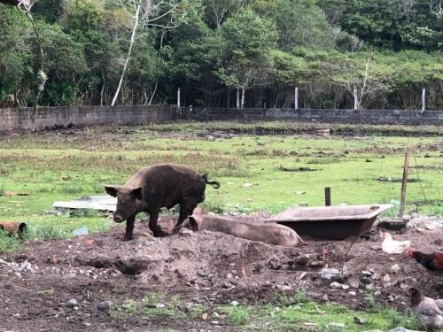 Chácara Com Piscina E 6 Quartos Em Itanhaém/sp Ch029-pc