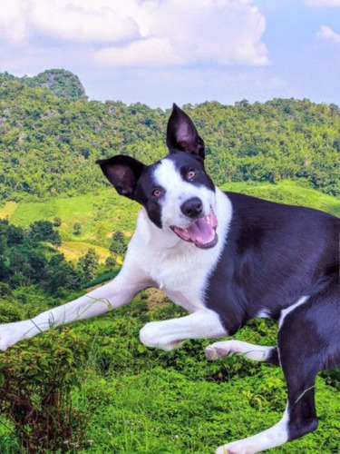 Cachorron Mix De Border Collie Con Galgo, Bellezaa 1 Añito!