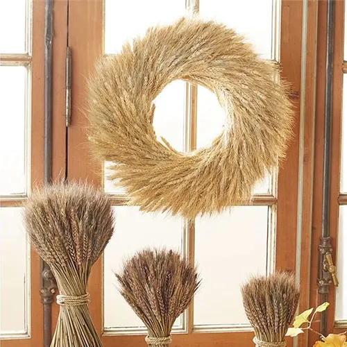 Gtidea Espigas De Trigo Natural Secas, Decoración De.