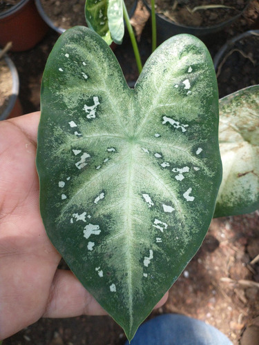 Caladium Rojo