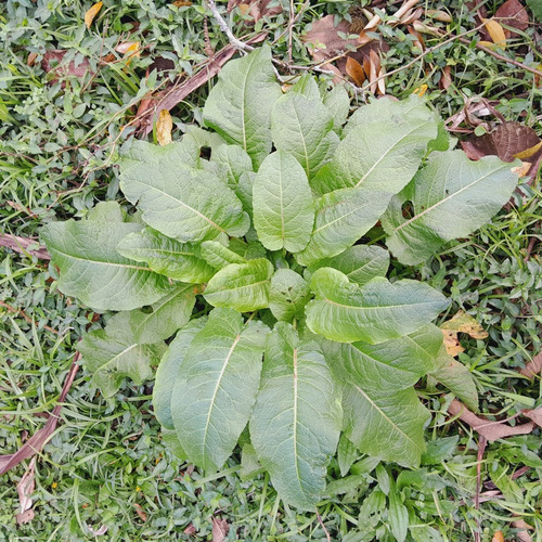 4 Mudas Língua De Vaca - Labaça - Panc - Rumex Obtusifolius