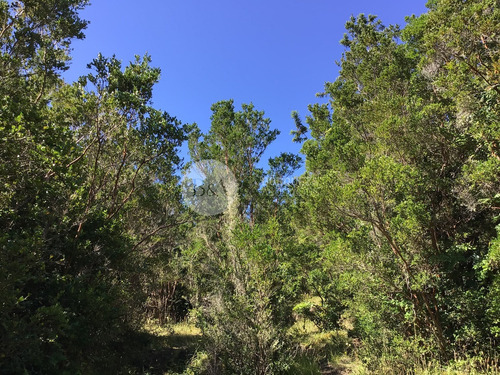 20939 - Sitio En Isla Quihua