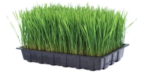 Hierba Gatera/ Cat Grass / Pasto Para Gatos