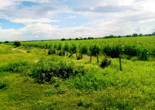 Inmobiliaria Mundo Inn Vende En Cojedes, Hermosa Finca Productiva