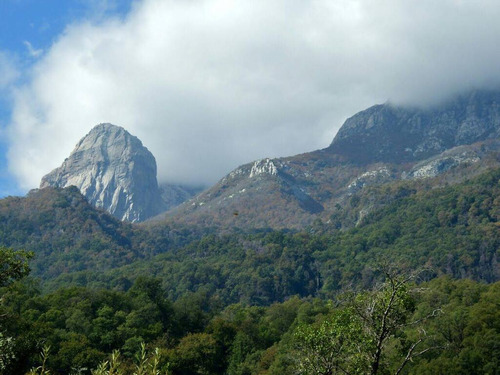 Gran Predio Cordillerano //  Bosque Nativo (4728)