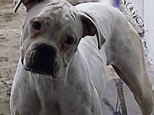 Perro Boxer Hembra - Adopción Respondable