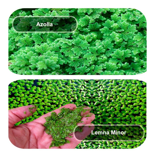 Kit 150 Lemna Minor Lentilha 150 Azola Azolla Aquaponia Muda