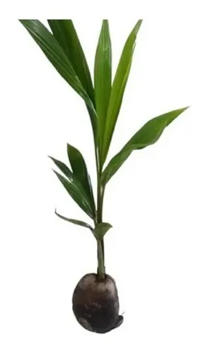 comprar  Côco Anão Precoce - Mudas Com 50 Cm