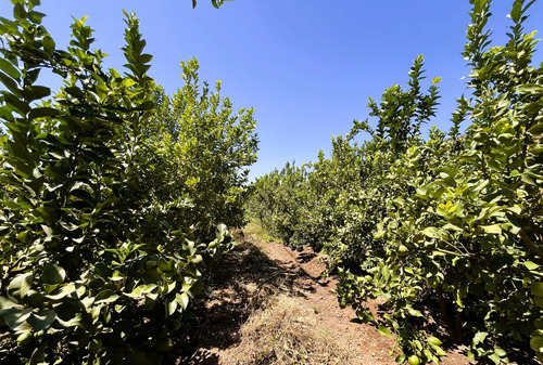 Terreno Con Gran Potencial, Sector Campo Lindo / Curacaví