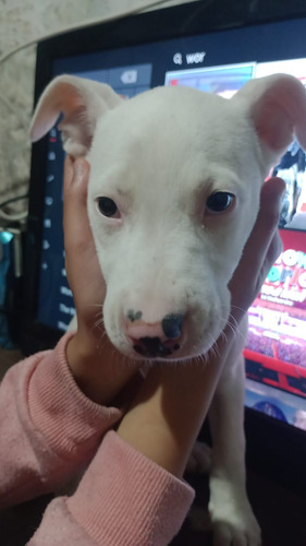 Filhote De Pitbull Fêmea Disponível