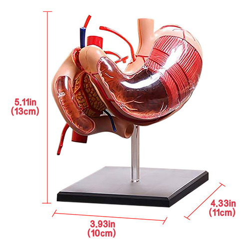 O Modelo Anatómico Del Estómago Modelo De Anatomía Humana 30