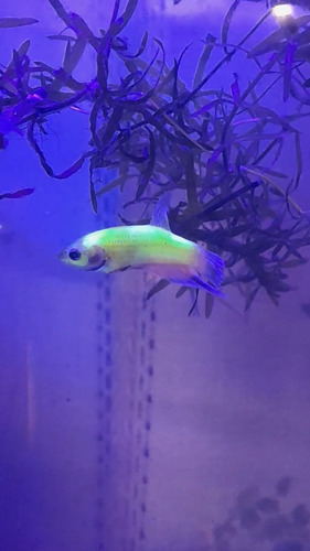 Betta Glow Fluorecente - Pez Tropical Agua