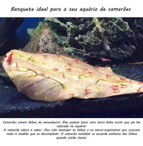 30 Folhas De Castanheira Para Esconderijo De Alevinos Peixes