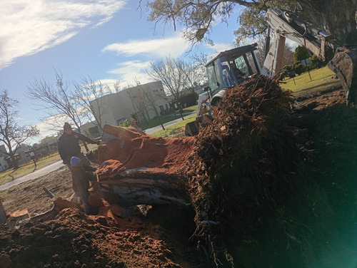 Sacamos Árboles De Raíz Podamos Altura Trabajamos Con Grúa