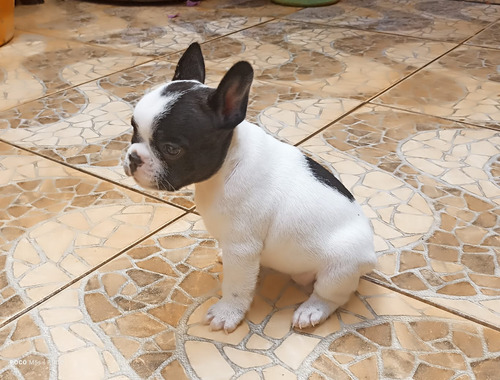 Buldogue Francês Fêmea (vermifugada E 1dose Da Vacina)