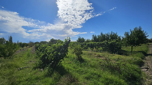 Finca De 3.7 Ha En Producción
